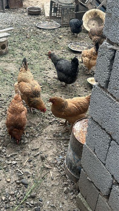 Тауык и Кораз сатылады