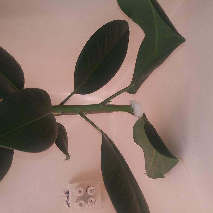 Ficus 2.5 m inaltime, are varful taiat