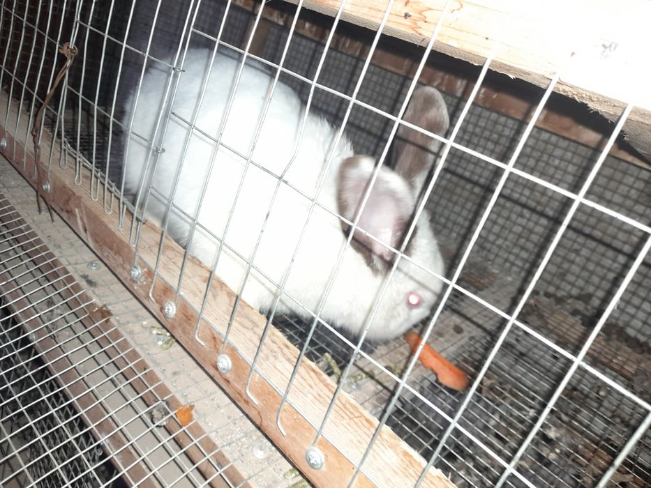 Quyon erkak 400min kelishamiz