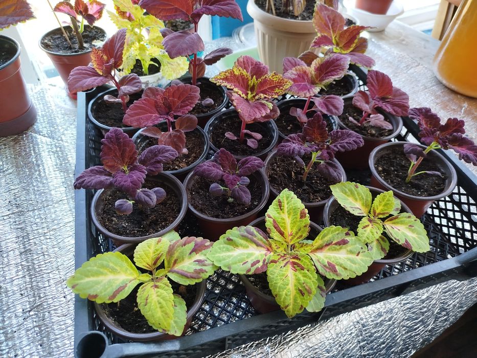 Цветы Колеус рассада