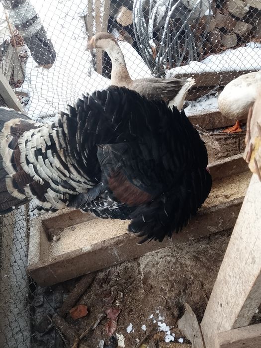 Индюк обмен или продам