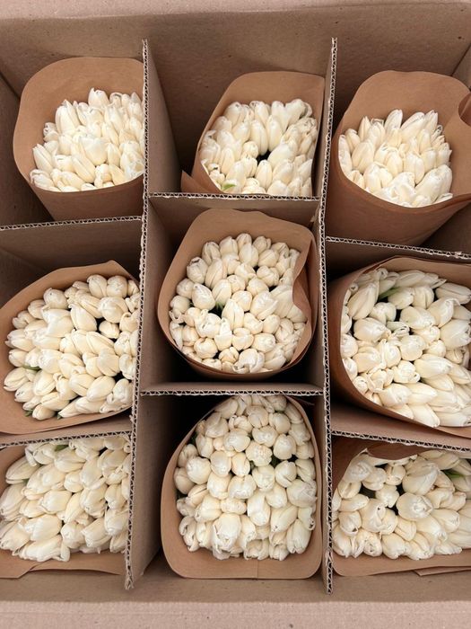 Крупные свежие Тюльпаны