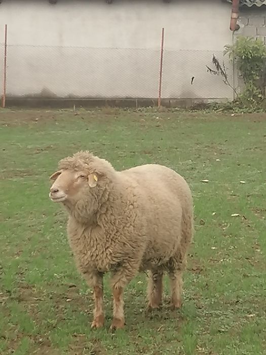 Vând sau schimb berbec țigău
