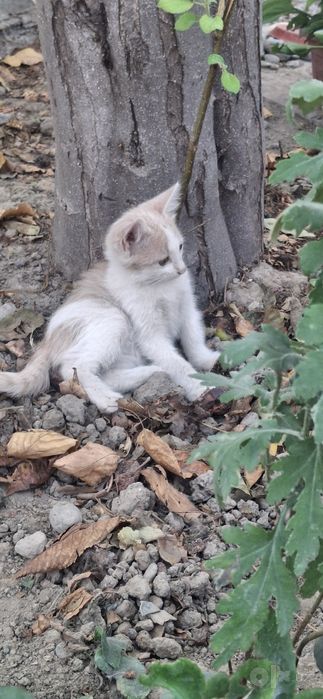 Котята в хорошие руки