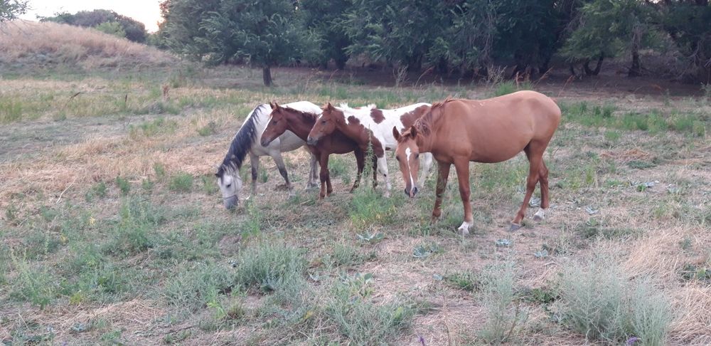 Дресированный жеребцы