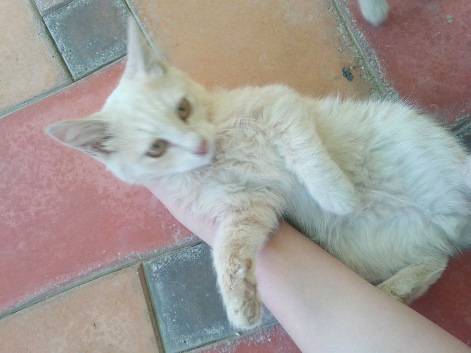 Ищем заботливого хозяина/хозяйку для котят, 3 месяца