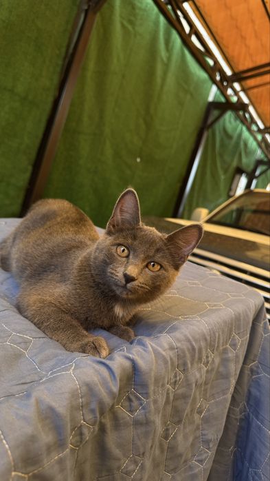 Отдам котенка в добрые руки
