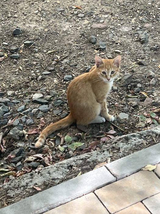 Котенок кошки кот