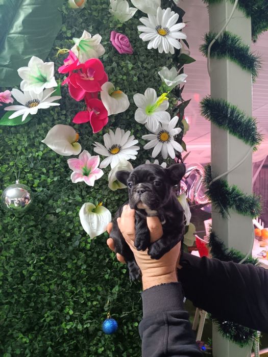 Френски булдог french bulldog