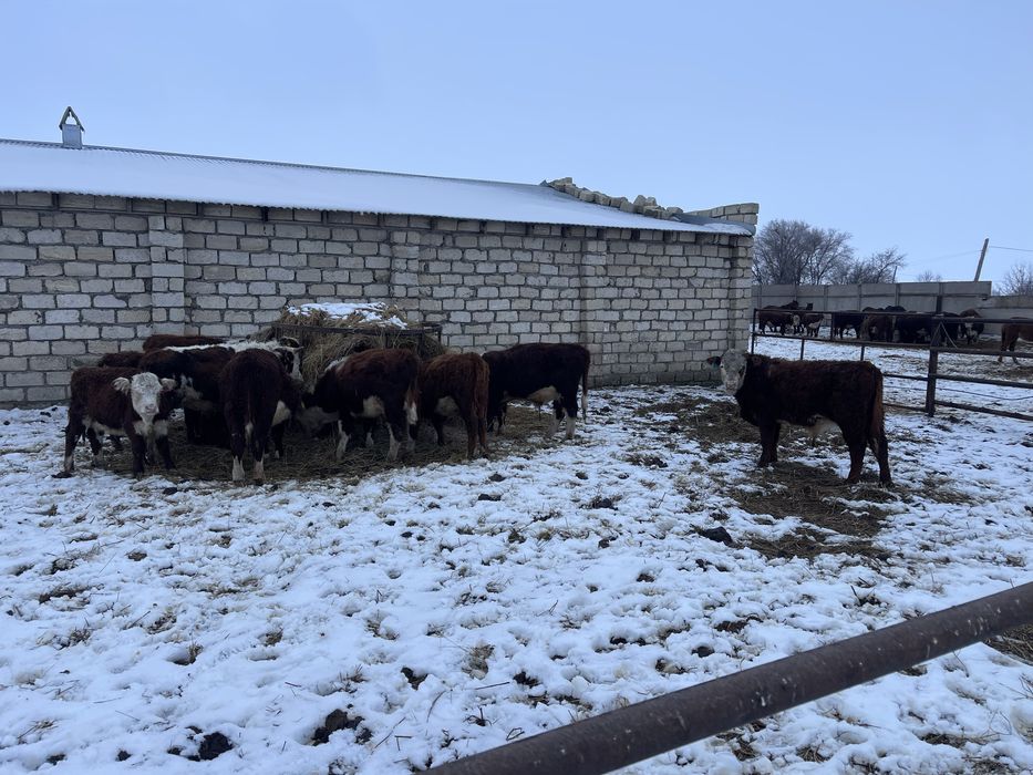 Бычки породы Герефорт Акбас