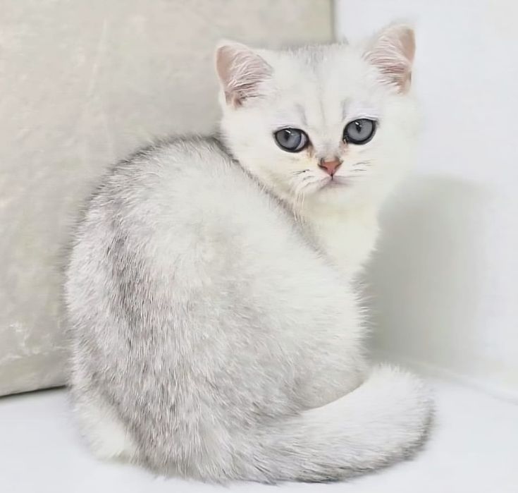 коТики и КоШечКи  БритаНскиЕ