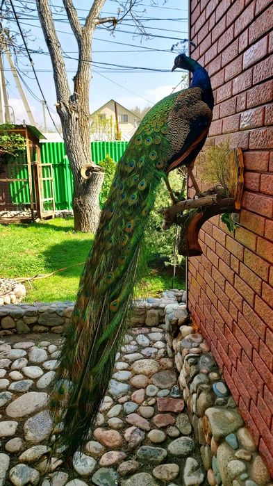 Продам  павлина.