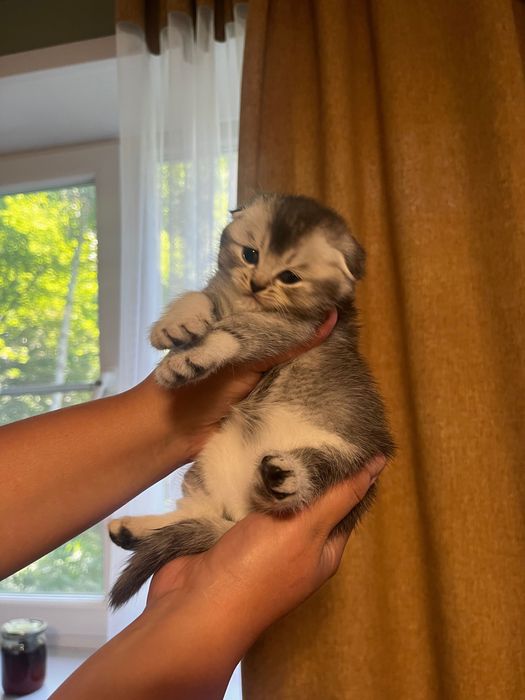 Продам котят скоттиш фолд