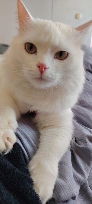 Отдам бесплатно кот