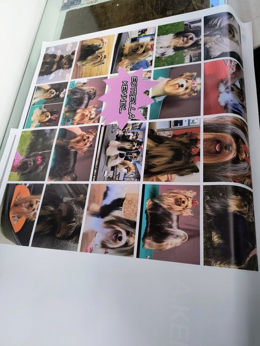 Печат на винил и перфофолио. Стикери, табели, брандиране на тениски