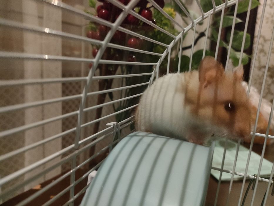 Продажа хомячки писать лс