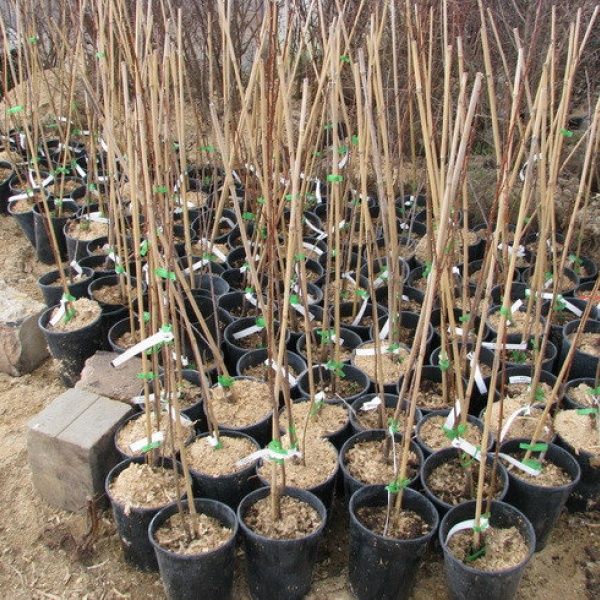 Продам  саженцы.