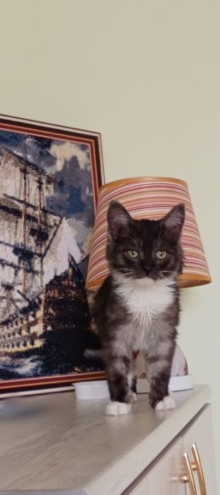 Одам    котенка.