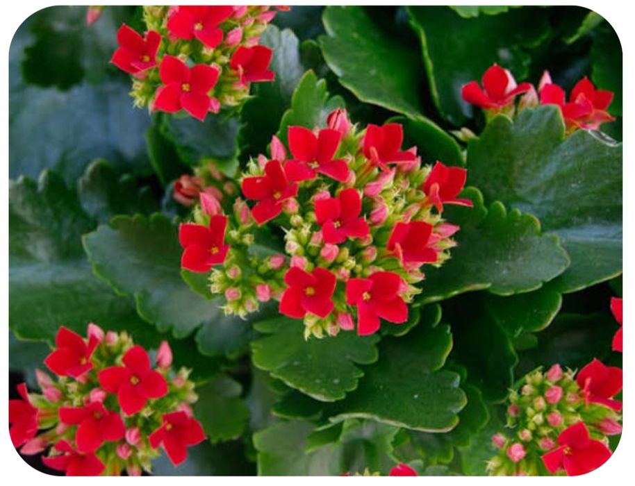 Продаю каланхоэ и детки хлорофитума