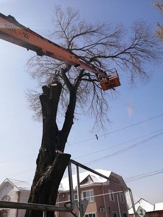 Спил деревьев любой сложности