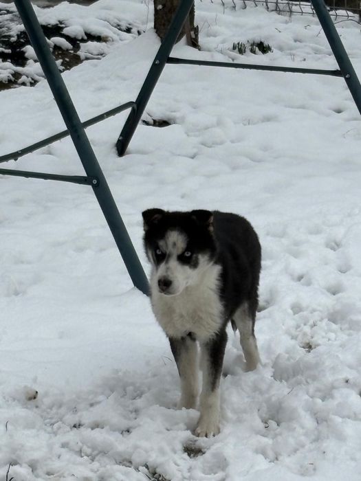 Adoptie catelusa husky