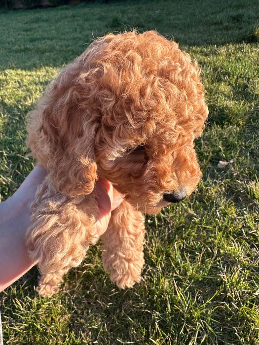 Пудел мини женско априкот(праскова )