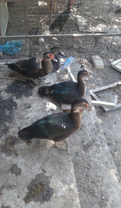 Цыплята ,чужалар ХайЛайн порода