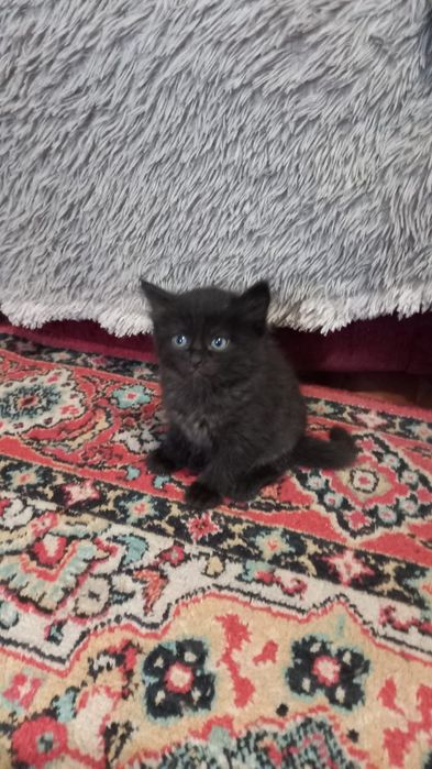 Отдам котят ДАРОМ