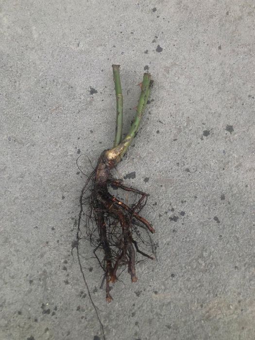 Atirgul koʻchatlari