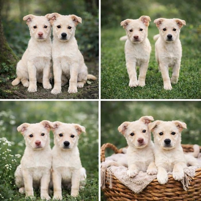 В добрые руки красивые щенки