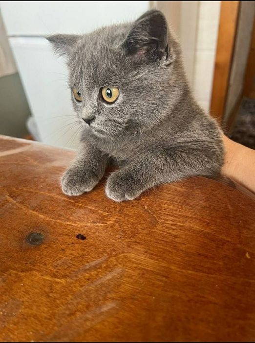 Шотландский фолд