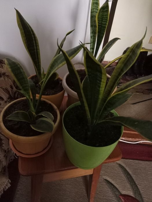 Продам сансевьерии-освежители воздуха