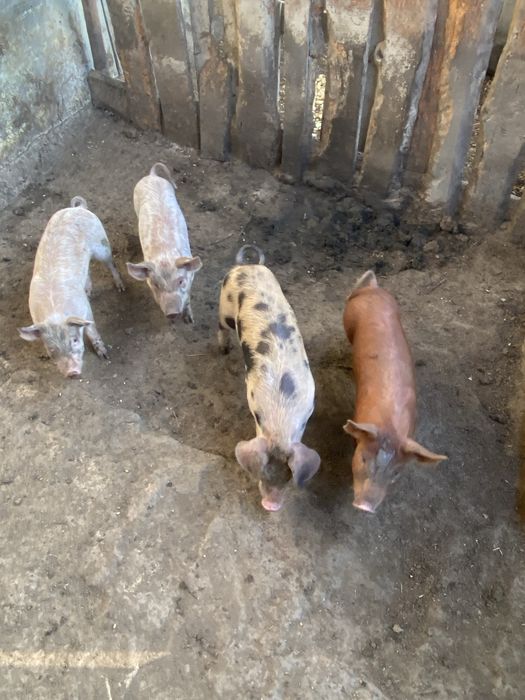Продавам малки прасенца