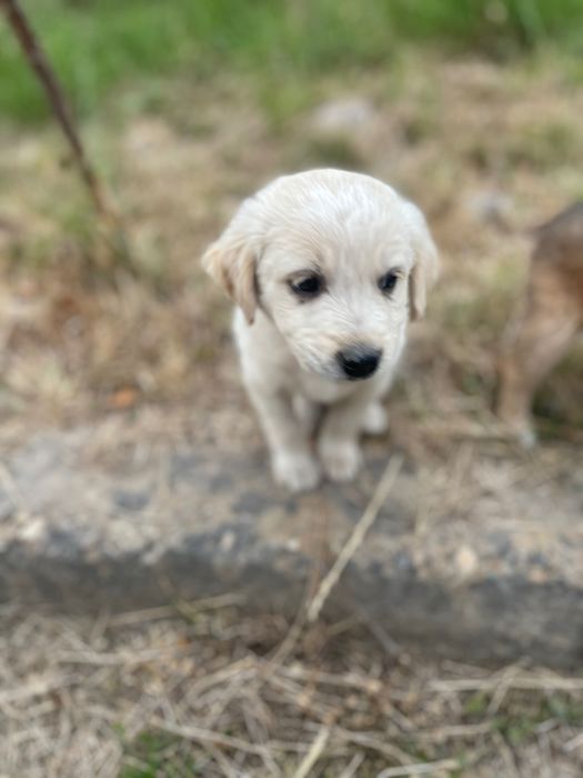 Малки кутрета на почти 1 месец