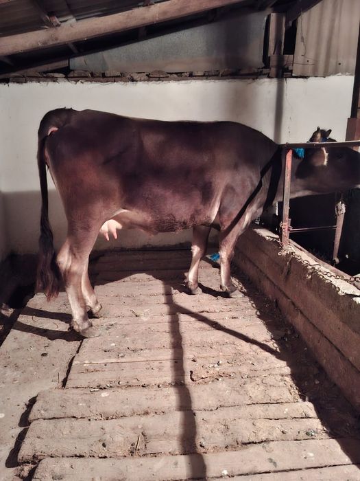 Продам дойную корову