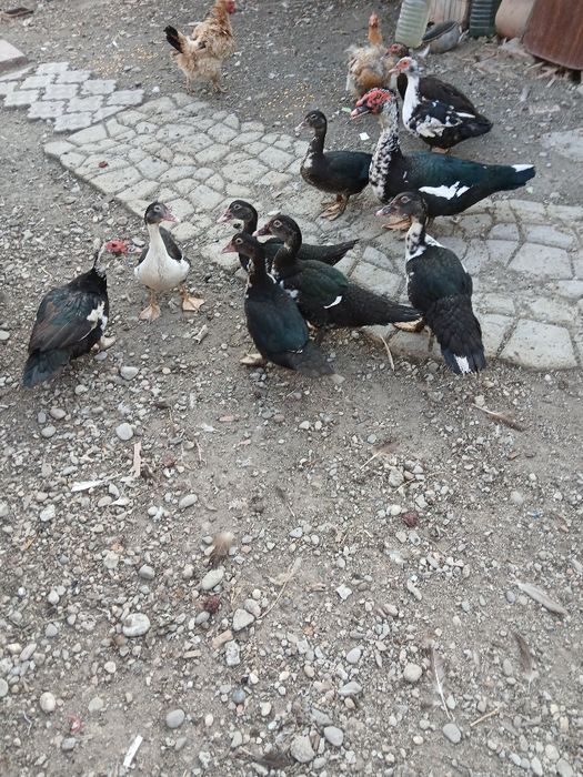 De vânzare boboci de rată leșască