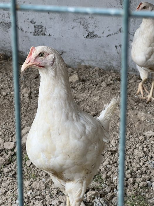 Jo’ja Tovuqlar sotiladi