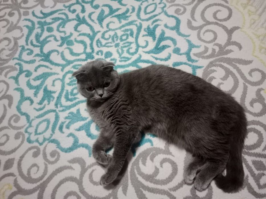 Продам кошку ...