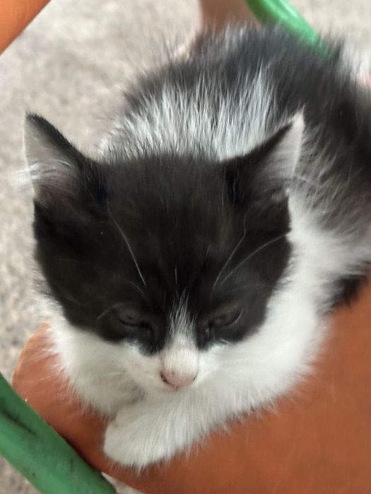Отдам котят бесплатно