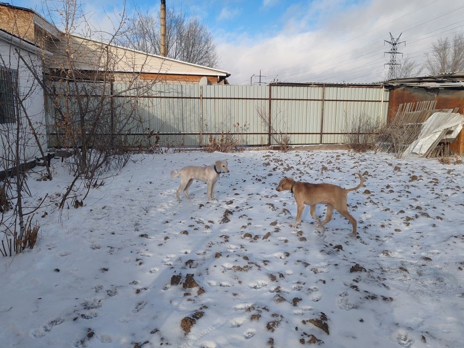 Продам собак порода тазы