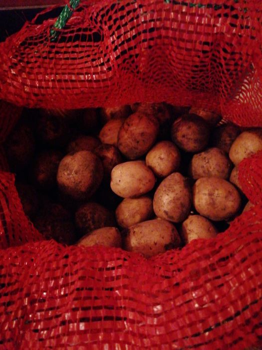 Продам картофель, сорт галла
