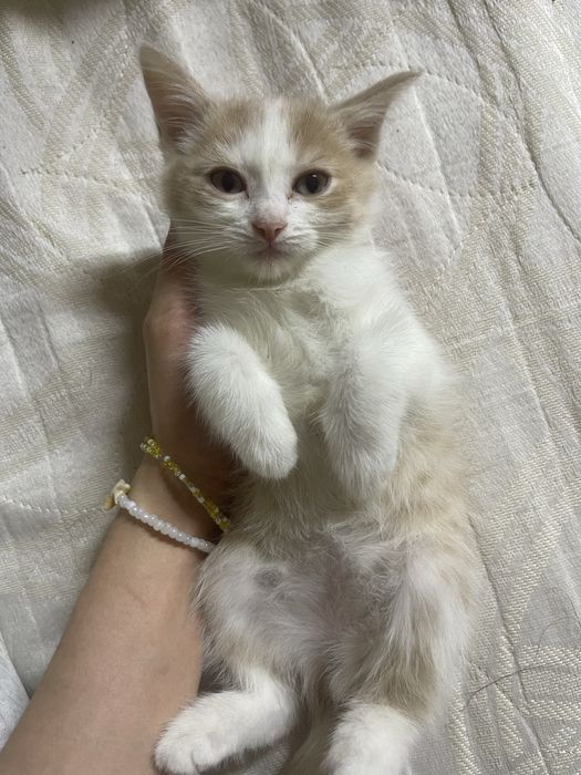 Отдаю котят в хорошие руки