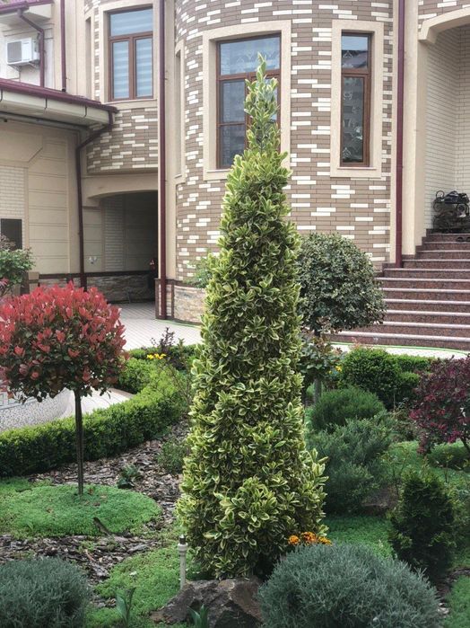 Мирзо Улугбекский район Мевазор махаля  Продаётся дом