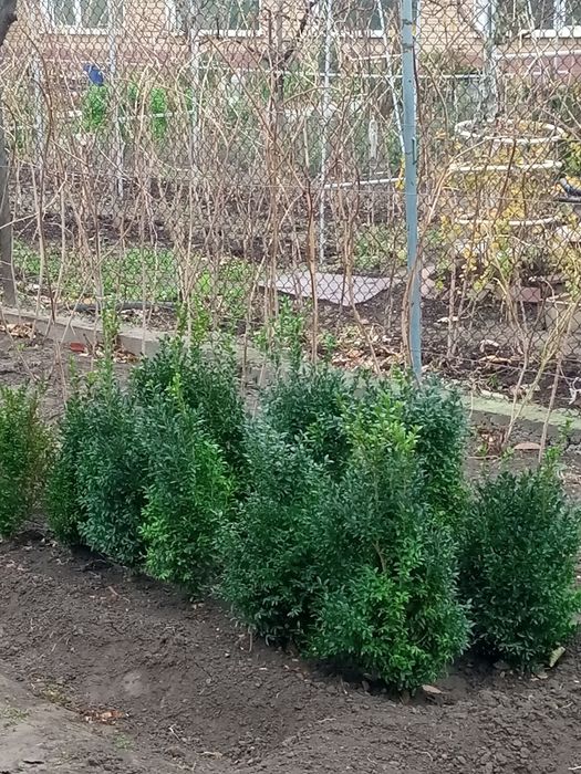 Самшит мелколистный, г. Тараз