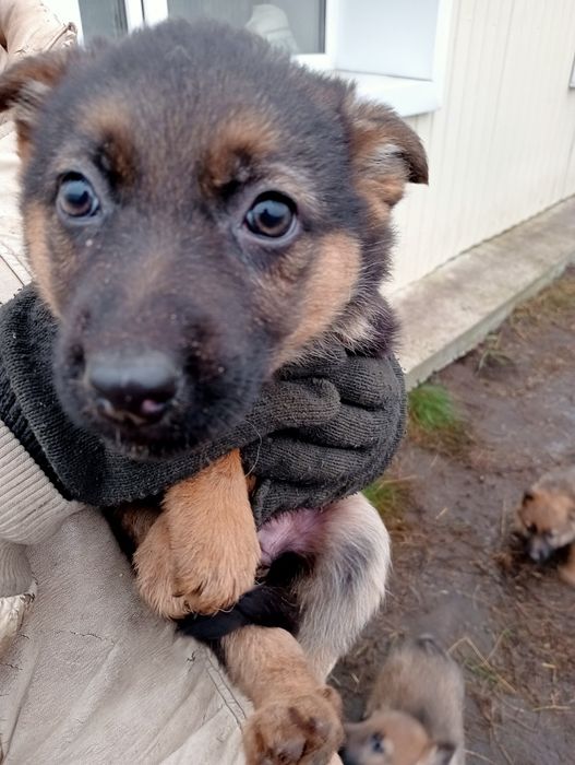 Продам щенков овчарки