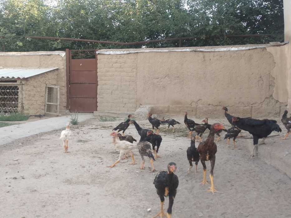Карис жу́жалар сотилади