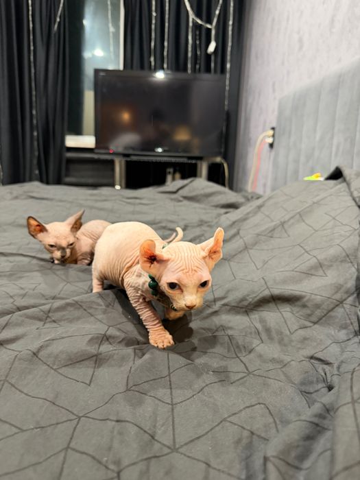 Шикарные сфинксы бамбино и эльф