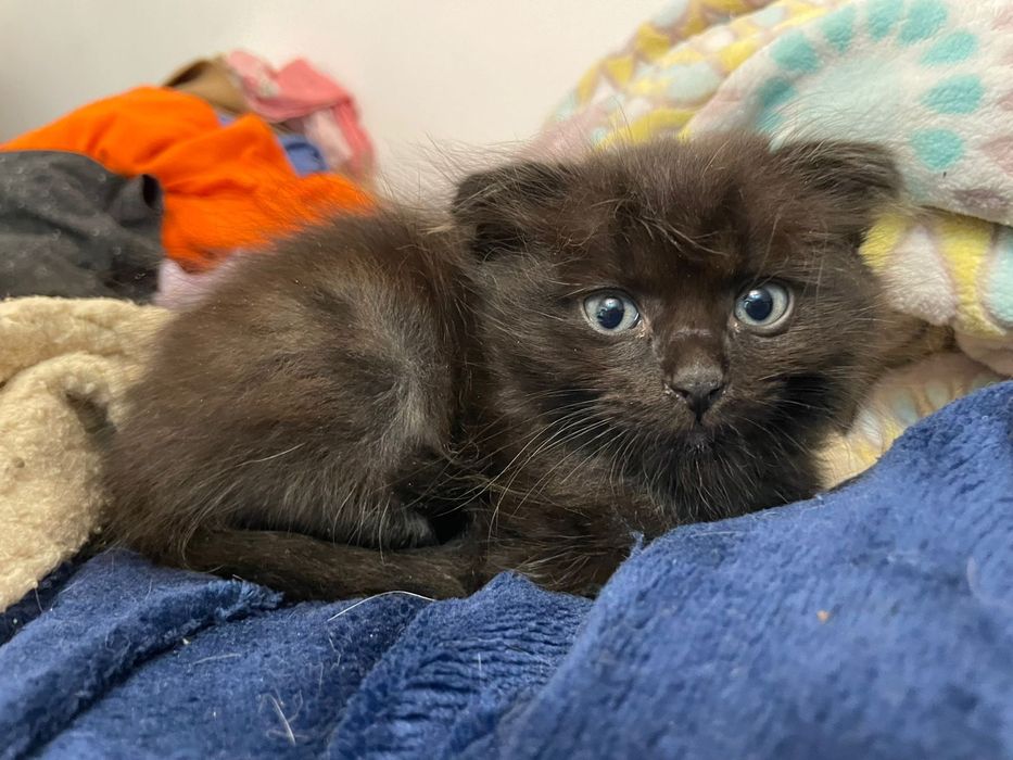 Чёрные шотландские котята
