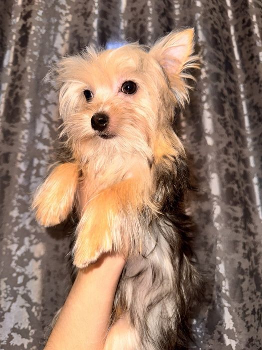 Йорширский терьер щенок миник