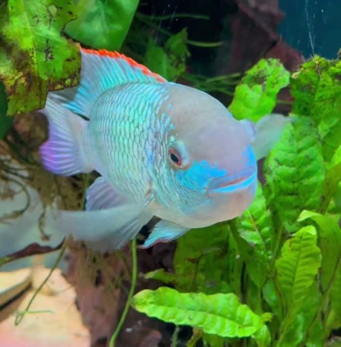 Наннокара Блю Неон